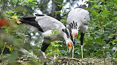 Zlínská zoo pomáhá v Ji�ní Africe s ochranou ikonických pták� hadilov� písa��....