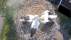 Dosp�lý �áp donesl adoptovaným mlá�at�m na hnízdo v �estajovicích krmení. (4....