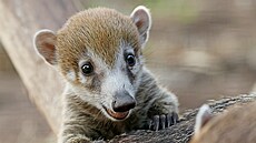 V plze�ské zoo se narodila troj�ata nosál� b�lohubých.