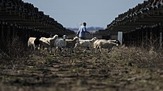 Ovce na texaské solární farm� spole�nosti SB Energy (17. prosince 2024)
