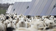 Ovce se pasou mezi solárními panely na texaské farm� spole�nosti SB Energy (17....