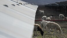Ovce se pasou mezi solárními panely na texaské farm� spole�nosti SB Energy (17....