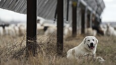 Ov�áský pes mezi solárními panely na texaské farm� spole�nosti SB Energy (17....