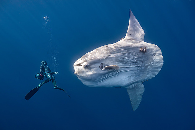 Ocean Photographer Contest Reveals Beauty and Fragility of the Seas
