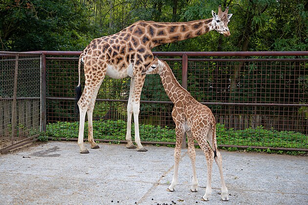 Olomoucká zoo se těší ze vzácného přírůstku - na Hané se narodilo už 76. mládě...