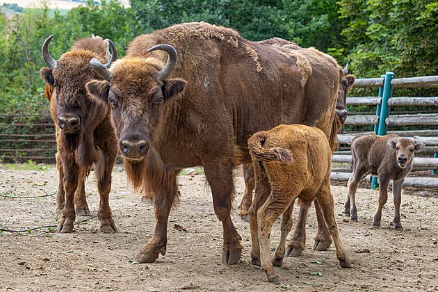 Na Svatém Kopečku se spustil babyboom. Výsledkem jsou rekordní gepardi i...