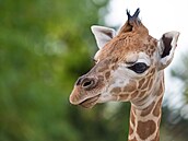 Mlád� �irafy Rothschildové je nejnov�j�ím p�ír�stkem v olomoucké zoo. (11....