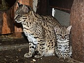 Olomoucká zoo p�edstavila ko�ata ocelota slani�tního. (4. srpna 2026)