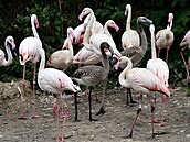 P�ír�stky u plame�ák� r��ových v olomoucké zoo. (10. srpna 2026)