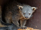 Mlád� �medv�doko�ky� binturonga v olomoucké zoo. (18. kv�tna 2026)