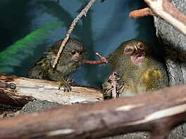 Mlád� kosmana zakrslého, nejmen�í opice na sv�t�, v olomoucké zoo. (10. srpna...
