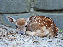 Do nejv�t�ího stáda siky vietnamského na sv�t� v olomoucké zoo p�ibylo 11...