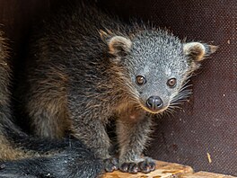 Mlád� �medv�doko�ky� binturonga v olomoucké zoo. (18. kv�tna 2026)
