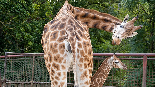 Olomouck� zoo se t�� ze vz�cn�ho p��r�stku - na Han� se narodilo u� 76. ml�d� �irafy Rothschildov�. (11. srpna 2026)
