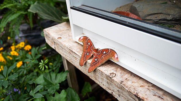 Martin�� atlasov� (Attacus atlas) je jeden z nejv�t��ch mot�l� na sv�t�. Te� ho lze vid�t v olomouck�m Florcentru. (srpen 2026)