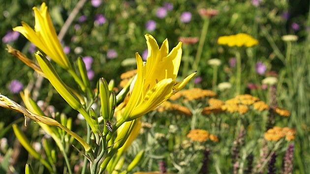 Hemerocallis citrina (denivka citronov�)