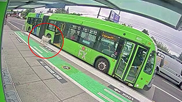 Dv� kozy vyrazily v ranní �pi�ce autobusem. Nastoupily mezi nic netu�ící...