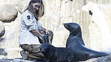 Lachtaní mlád� v pra�ské zoo, pravnuk legendárního Gastona, poprvé vyzkou�elo...