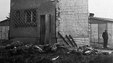 Mrtví p�íslu�níci SS le�í u strá�ní v�e B v koncentra�ním tábo�e Dachau. (29....