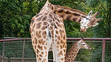 Olomoucká zoo se t�í ze vzácného p�ír�stku - na Hané se narodilo u� 76. mlád�...