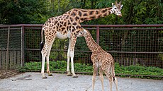 Olomoucká zoo se t�í ze vzácného p�ír�stku - na Hané se narodilo u� 76. mlád�...