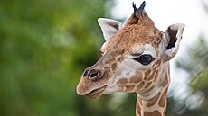 Mlád� �irafy Rothschildové je nejnov�j�ím p�ír�stkem v olomoucké zoo. (11....