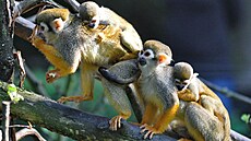 Ve zlínské zoo odchovali dv� mlá�ata kotul� veverovitých. (srpen 2026)