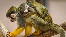Ve zlínské zoo odchovali dv� mlá�ata kotul� veverovitých. (srpen 2026)
