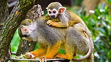 Ve zlínské zoo odchovali dv� mlá�ata kotul� veverovitých. (srpen 2026)