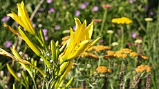 Hemerocallis citrina (denivka citronová)