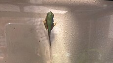 První mladá �ába dokon�ila metamorfózu po 64 dnech od nalezení sn��ky, poslední...
