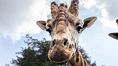 V Zoo Praha se práv� zabydluje nový samec �irafy núbijské, co� je Evropan...