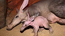 Na Svatém Kope�ku se spustil babyboom. Výsledkem jsou rekordní gepardi i...