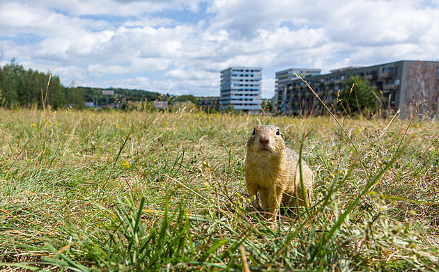 Ground Squirrel Patrols Deployed to Meadow in Mladá Boleslav Amidst Human-Caused Harm