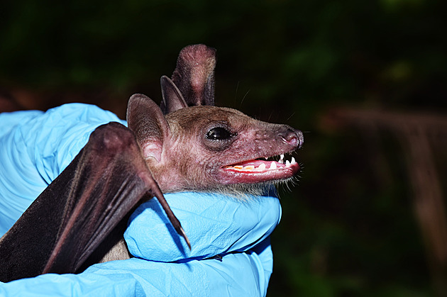 Family ends up in hospital after chasing a bat. Rabies vaccinations are increasing