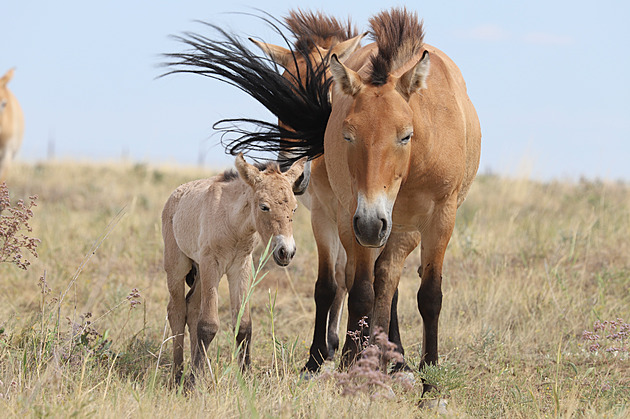 Przewalski's horse foal born in Kazakhstan after 200 years