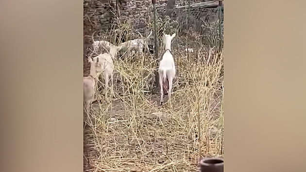 Dogs rip goat apart at breeding station; vets and police investigate