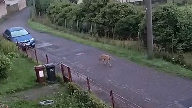 VIDEO: Městečkem na Děčínsku se procházel vlk. Podle odborníků patrně zabloudil
