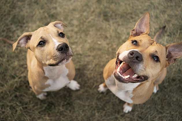 Dog Sitting in Prague Costs Thousands, More Than a Nanny or Flights to the Sea