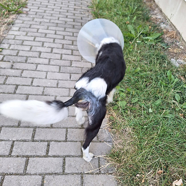 Měl neléčenou zlomeninu, poškozená střeva i kýlu. Zuboženého psa někdo odložil