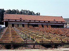 Rila, tobacco factory