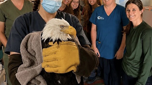 O Jackie se v Ojai Raptor Center staral cel� t�m. Navzdory intenzivn� l��b� se jej� stav nakonec nepoda�ilo zvr�tit.