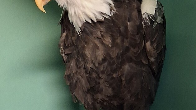 Jackie v p��i Ojai Raptor Center. Vy�et�en� odhalila t�kou an�mii a dal�� zdravotn� probl�my, jejich p�esnou p���inu se v�ak ur�it nepoda�ilo.