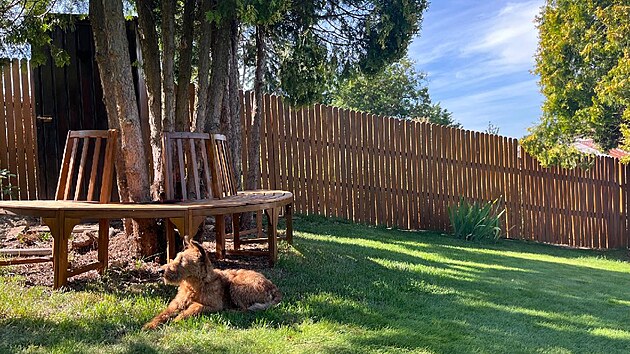 Relax na travi�ce, ve st�n� t�j�