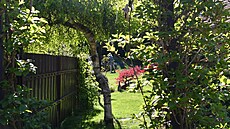 B�íza b�lokorá (Betula pendula)
