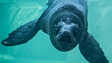 V liberecké zoo v noci na sobotu uhynul samec lachtana h�ivnatého Hugo. (22....