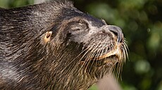 V liberecké zoo v noci na sobotu uhynul samec lachtana h�ivnatého Hugo. (22....