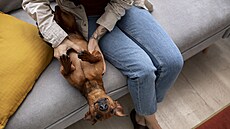 Petsitter m��e p�ijít za psem p�ímo k vám dom�, p�ípadn� si ho m��e vzít na noc...