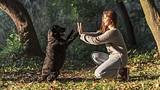 Peníze si psí ch�vy ú�tují i za samotné ven�ení. V n�kterých p�ípadech navíc...
