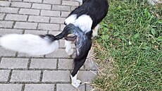 Mí�a absolvoval jednu operaci, dal�í zákrok ho je�t� �eká.